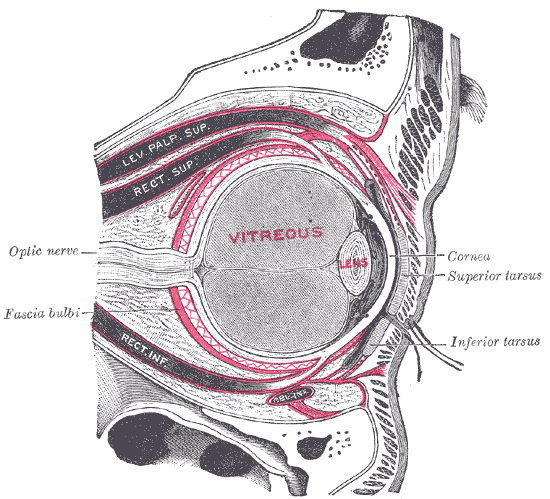 capsula de Tenon wikipedia la estructura que permite al ojo aguantar impactos y compresiones.