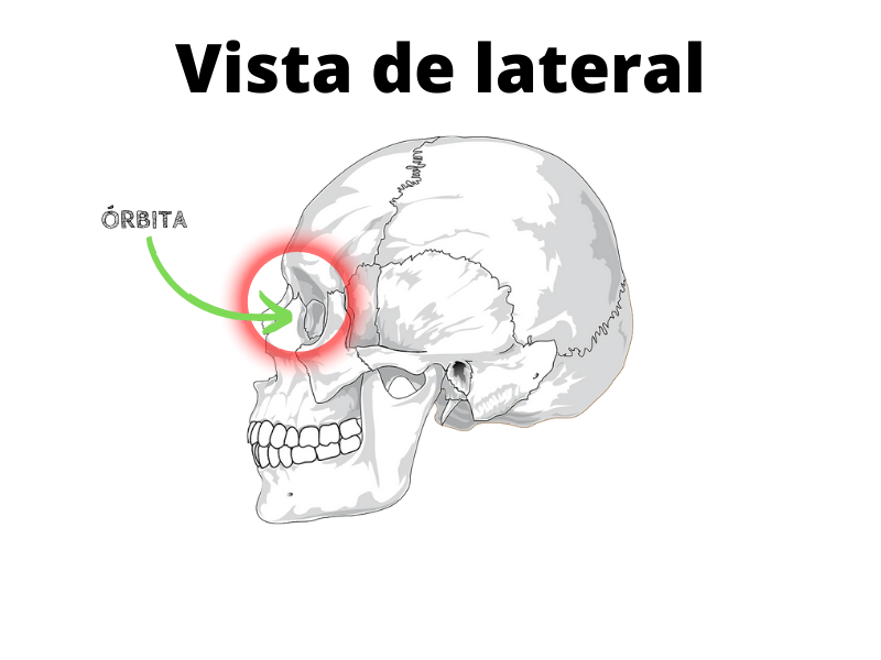 partes del ojo primaria y partes del ojo para niños
