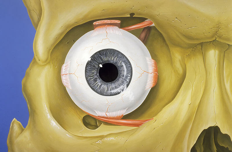 Las partes del ojo para niños de primaria 1