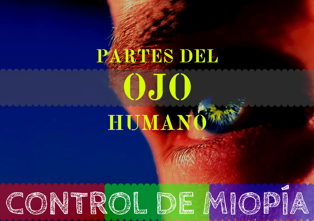 Banner - Partes del ojo Humano