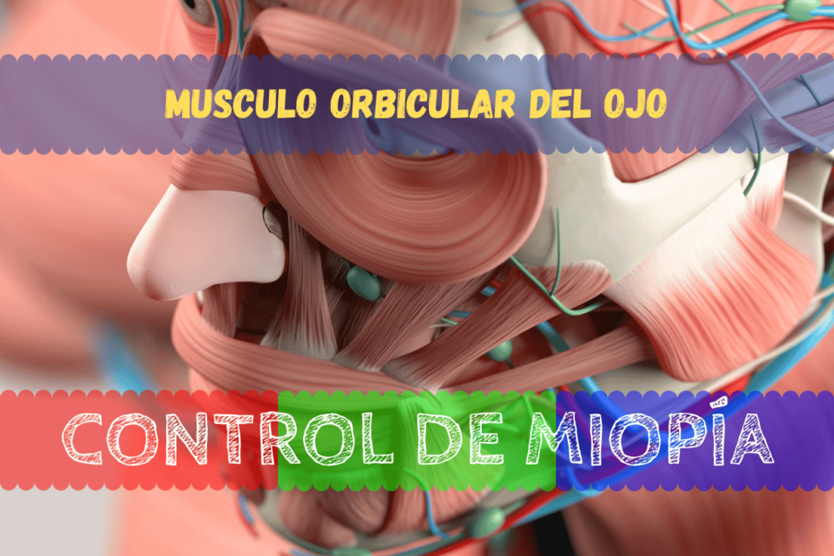 Imagen de una representación 3D detallada del músculo orbicular del ojo.