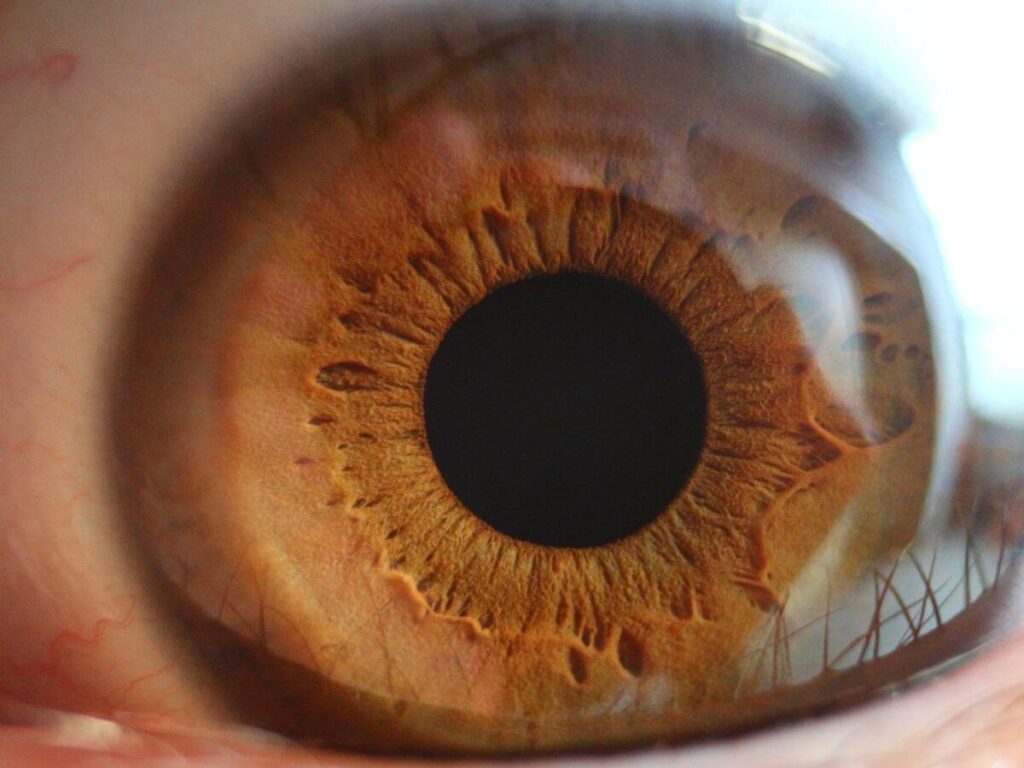 Imagen de un iris humano. El iris es la parte circular de color que rodea la pupila. Es una estructura muy compleja y única para cada persona, lo que la convierte en una característica biométrica ideal para el reconocimiento de iris.