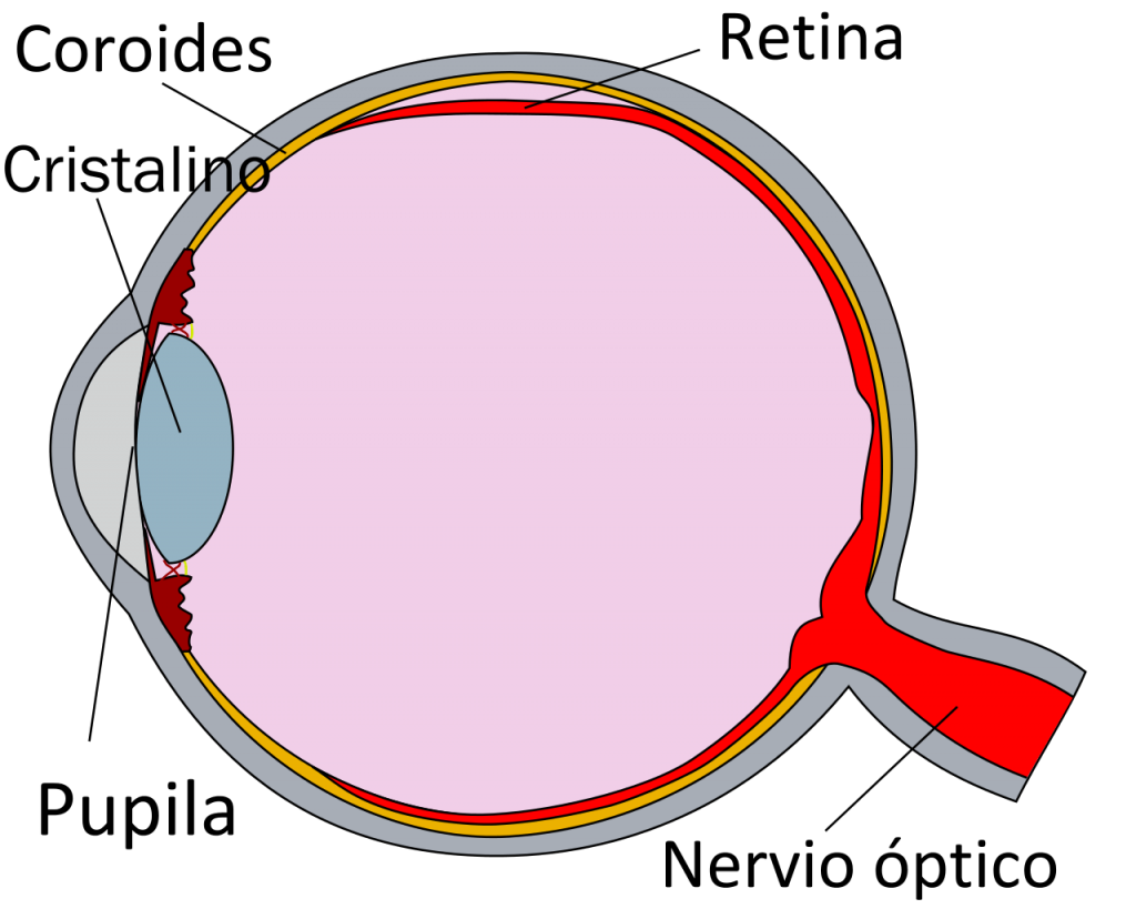 Las partes del ojo para niños de primaria 2