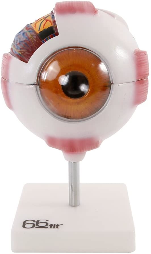 Anatomía ocular - Partes del ojo humano 2