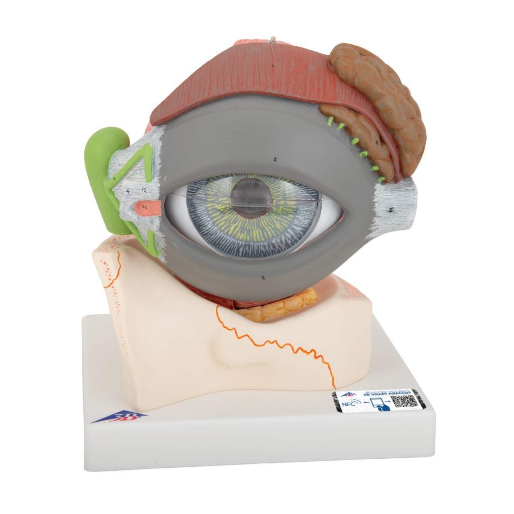 Anatomía ocular - Partes del ojo humano 3