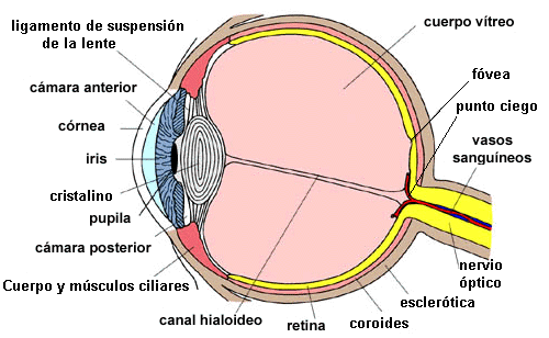 partes del ojo humano wikipedia anatomia del ojo optometría oftalmología fovea retina coroides canal hialoideo