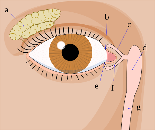 Anatomía ocular - Partes del ojo humano 1