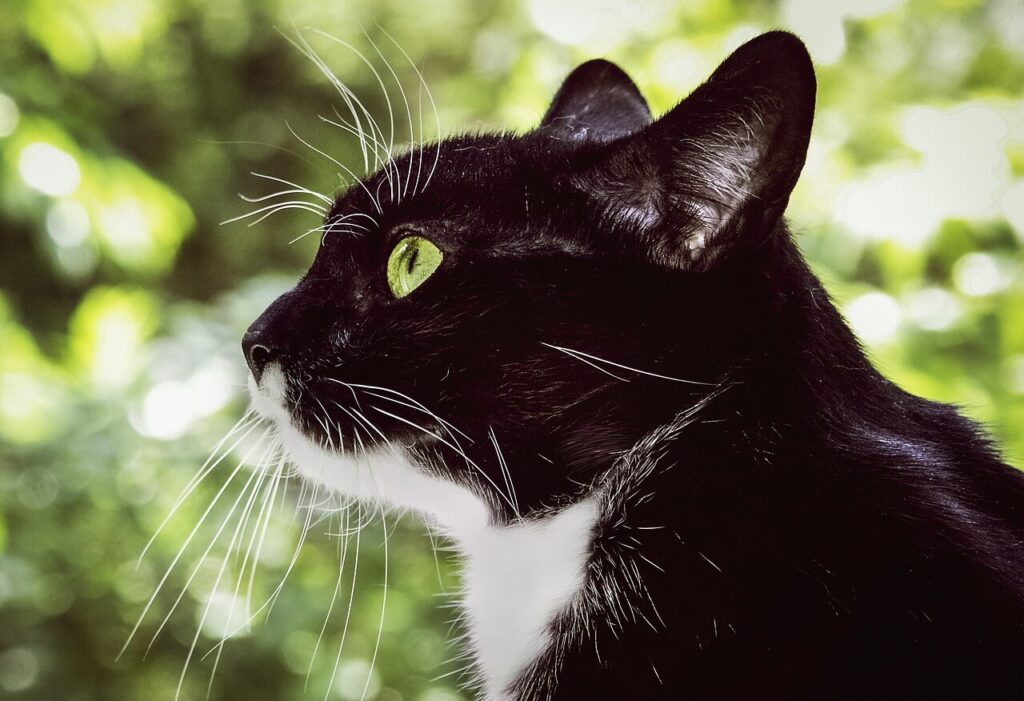 El ojo de un gato también puede tener astigmatismo alto