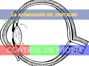 DICCIONARIO 19 Banner - Acomodación del cristalino