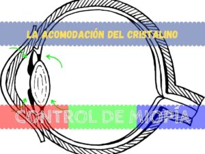 Banner - Acomodación del cristalino