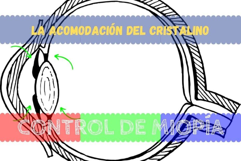 Acomodación del cristalino 1 Banner - Acomodación del cristalino