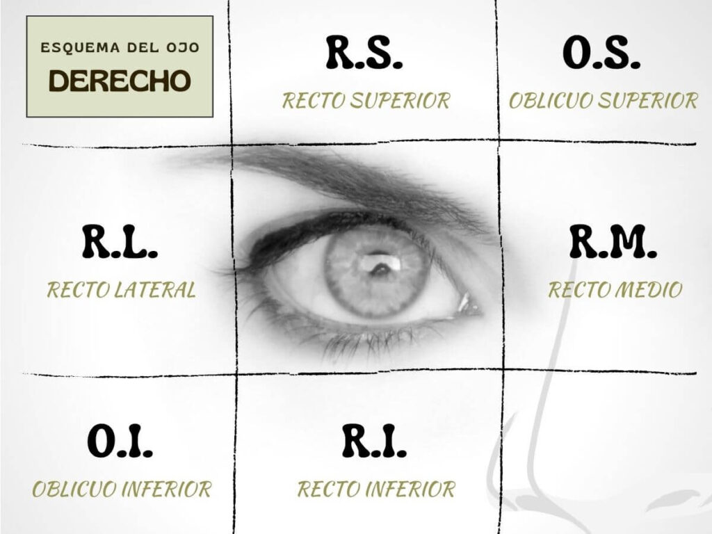 Sencillo esquema de los músculos extraoculares para estudiantes