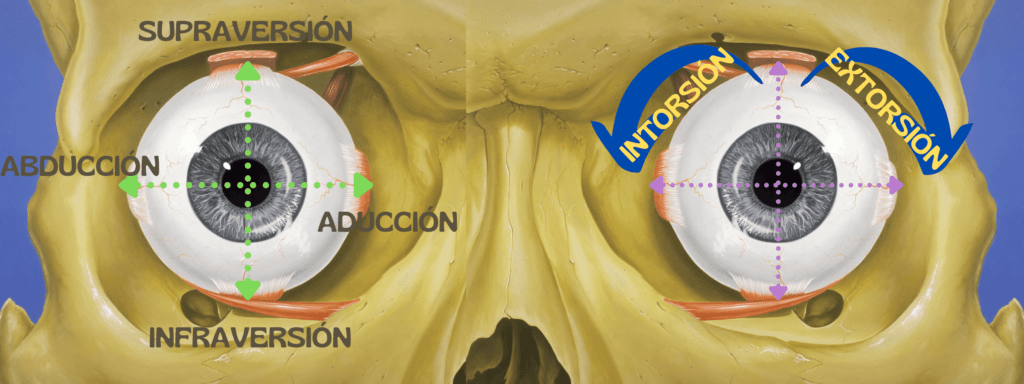 Músculos extraoculares y motilidad ocular 1