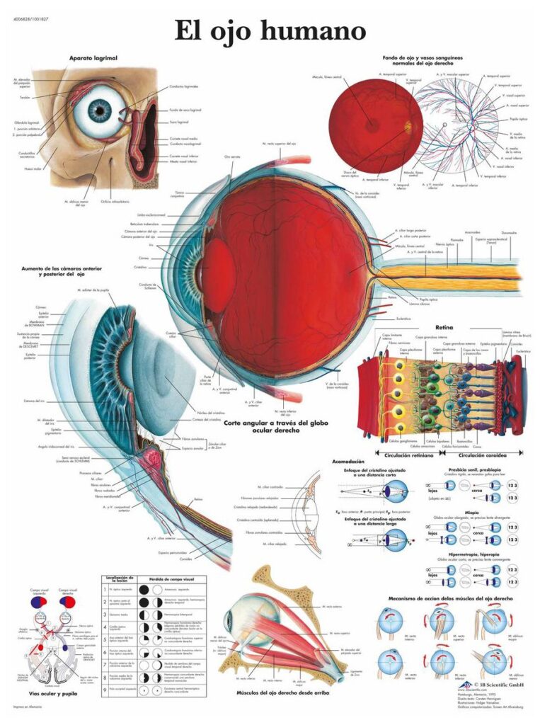 Músculo recto superior del ojo 1