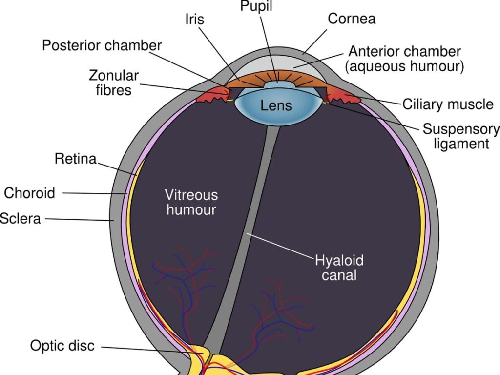 Canal hialoideo en un esquema ojo