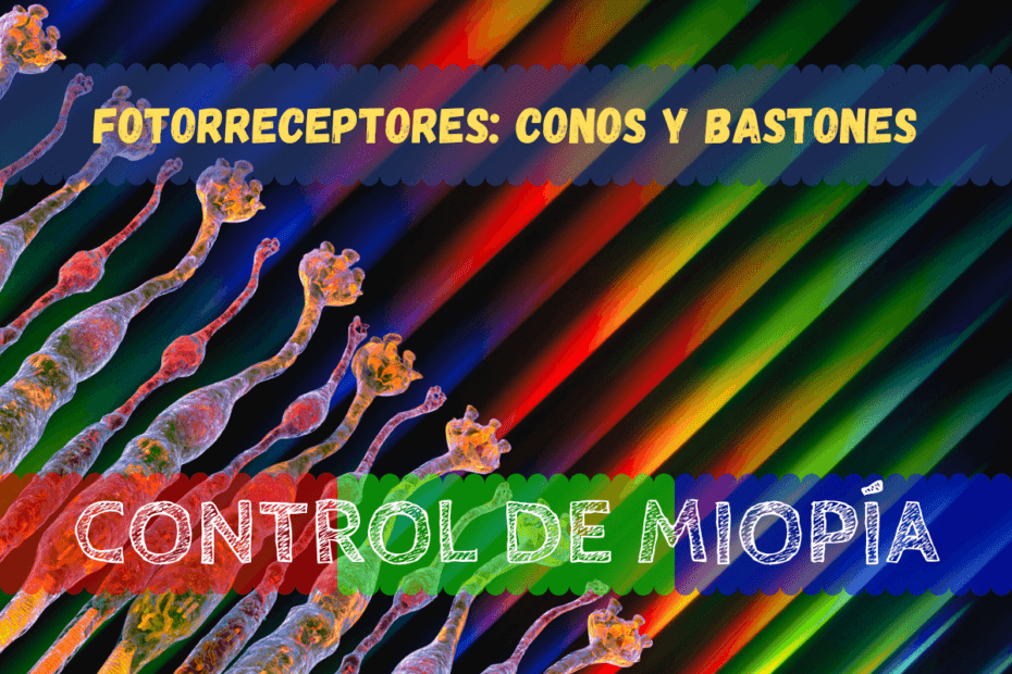 Banner - Fotorreceptores Conos y bastones