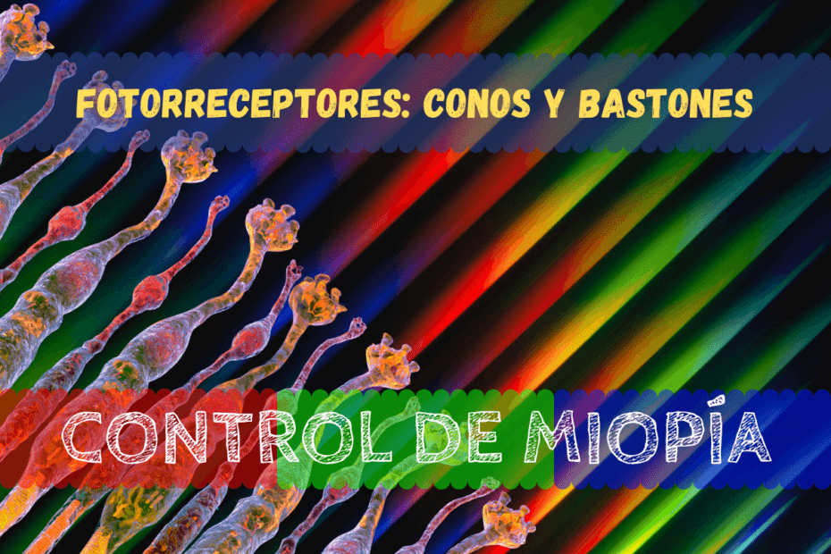 Un paseo por los fotorreceptores: Conos y Bastones 1 Banner - Fotorreceptores Conos y bastones