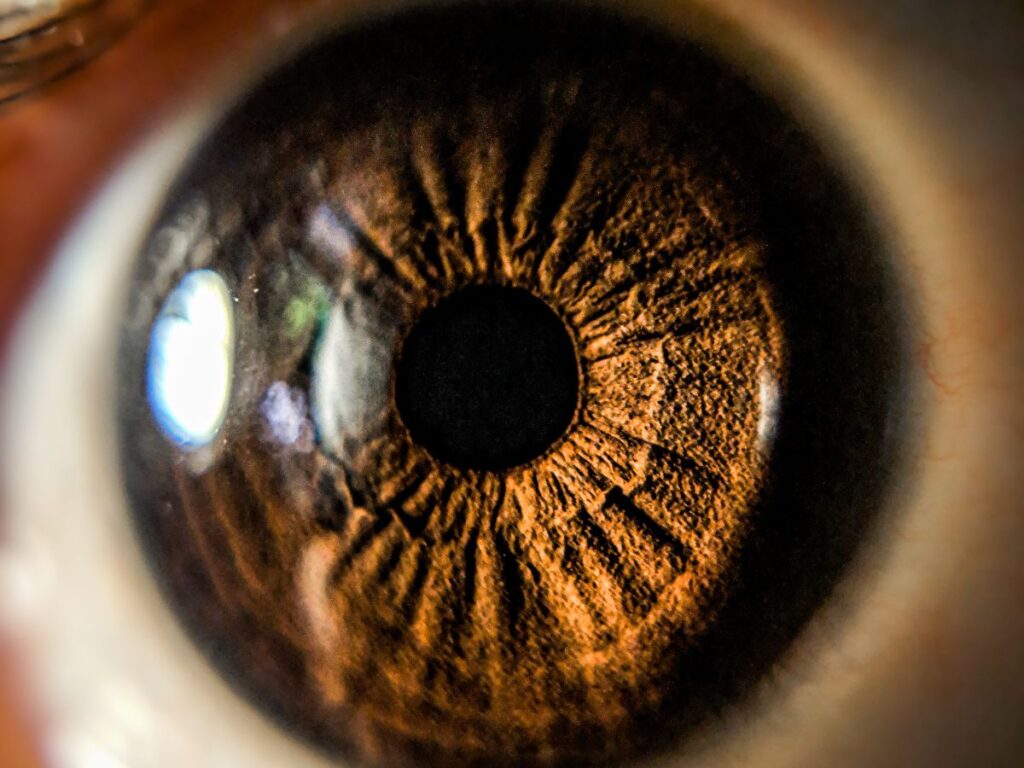 Imagen de un iris humano. El iris es la parte circular de color que rodea la pupila. Es una estructura muy compleja y única para cada persona, lo que la convierte en una característica biométrica ideal para el reconocimiento de iris.